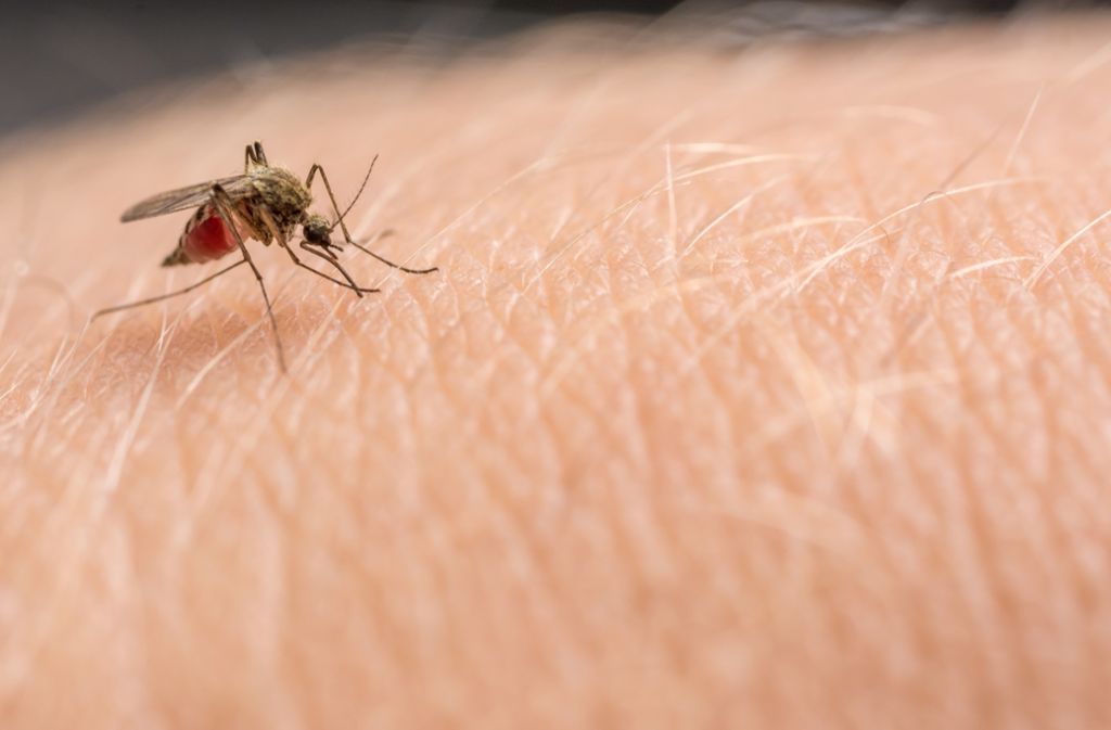 Ein Fall für Paul: Warum jucken Mückenstiche?