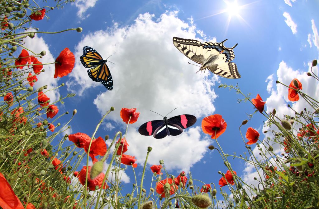 Ein Fall für Paul: Wie können Schmetterlinge fliegen?