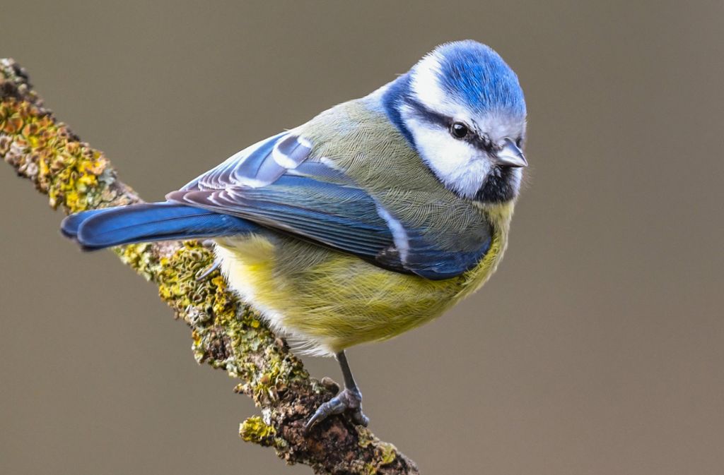 Stunde der Wintervögel: Vogelzähler gesucht