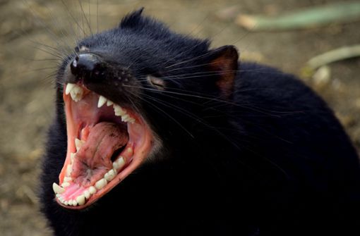Die grellen Schreie sind typisch für den Tasmanischen Teufel.  Foto: Pixabay