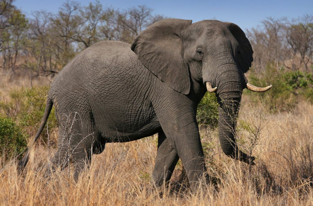 Tierschutz: Elefanten mit Halsband