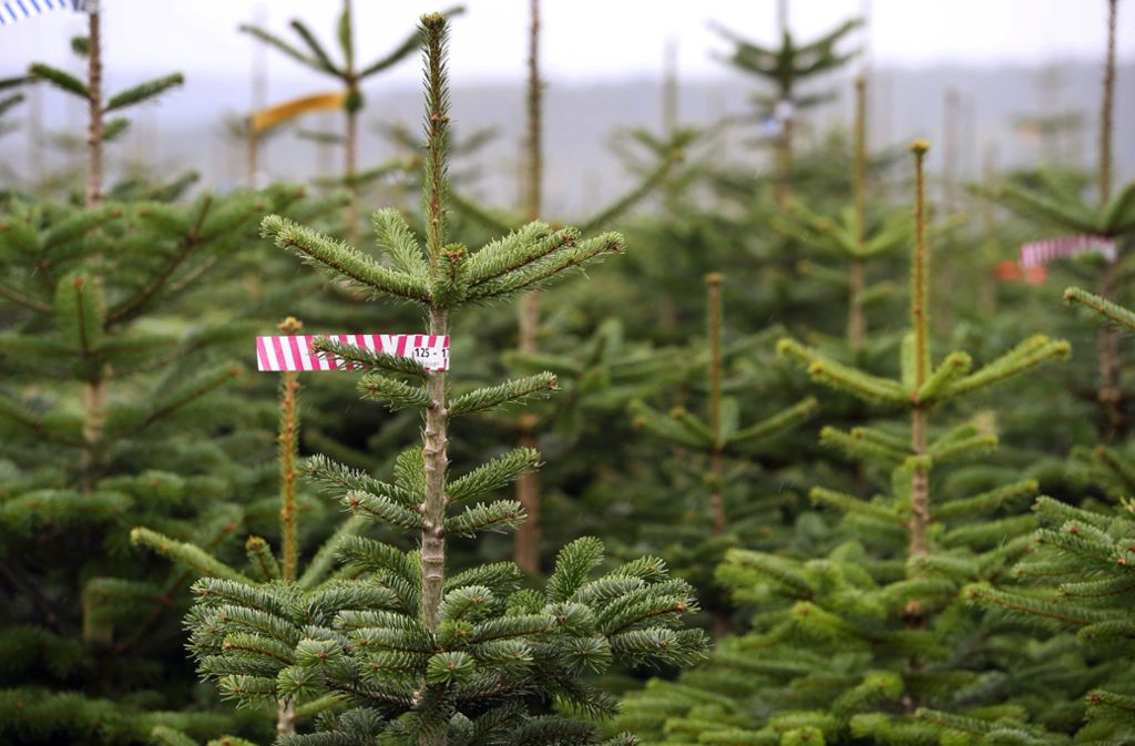 Weihnachten: Aufgepasst beim Baum-Kauf