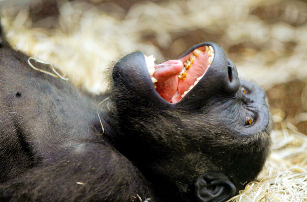 Affe zeigt Zähne